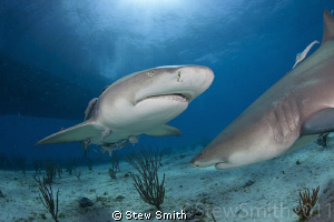 2 Lemon Sharks sniff out the bait at Tiger Beach by Stew Smith 